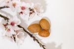 Almond Tree Branch And Almonds Stock Photo