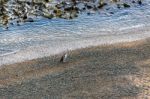 Yellow-eyed Penguin (megadyptes Antipodes) Stock Photo