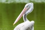 Pelican Stock Photo