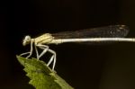 White Featherleg (platycnemis Latipes) Damselfly Insect Stock Photo