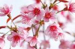 Pink Sakura Blossom Stock Photo