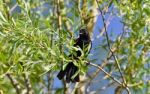 Isolated Picture With A Blackbird Sitting Stock Photo