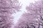 Cherry Blossom With Soft Focus, Sakura Season In Korea,background Stock Photo