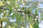 The Blooming Of Apple Trees Stock Photo