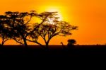 Sunset And Giraffe In Serengeti Stock Photo