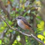 Grey-backed Shrike Stock Photo