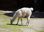 Guanaco In City Zoo Stock Photo