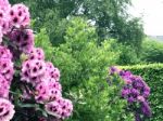 Rhododendron,flowers Stock Photo