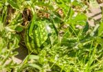 Green Watermelon Growing In The Garden Stock Photo