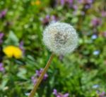 Dandelion Stock Photo