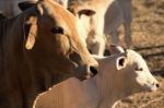 Cute Cows In The Countryside During The Day Stock Photo