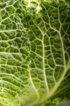 Fresh Savoy Cabbage Stock Photo