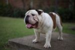 English Bulldog Is Standing Stock Photo