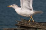 Seagull In The Seashore Stock Photo