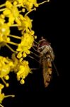 Hoverfly Stock Photo