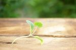 Growing Plants On Wooden Table Stock Photo