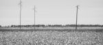 Cotton Field In The Countryside Stock Photo