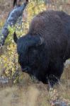 American Bison (bison Bison) Stock Photo