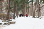 Nami Island - South Korea - January 19: Tourists Taking Photos Of The Beautiful Scenery Around Nami Island On January 19, 2015, South Korea Stock Photo