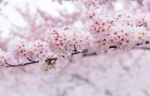 Cherry Blossom With Soft Focus, Sakura Season In Korea,background Stock Photo