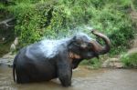 Elephant Showering Stock Photo