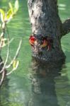 Crab Sits On A Branch In The Mangrove Swamp Stock Photo