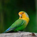 Lovebird Stock Photo