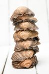 Several Clam Shells Isolated Stock Photo