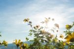 Mexican Sunflower Amazing View With Green Grass And Blue Sky Lan Stock Photo