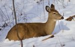 Beautiful Isolated Picture Of A Wild Deer In The Forest On The Snow Stock Photo