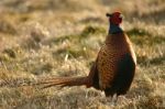 Pheasant Stock Photo