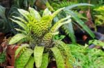 Bromeliad Stock Photo