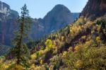 Cottonwood Trees Backlit By Autumn Sunshine Stock Photo