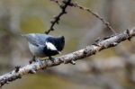 Bird Perched On A Branch Stock Photo