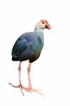 Purple Swamphen (porphyrio Porphyrio) Stock Photo