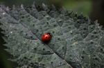 Lady Bug Beetle Stock Photo