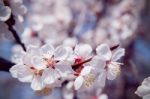 Cherry Blossom With Soft Focus, Sakura Season Background Stock Photo