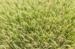 Close Up Top View Rice Fields Stock Photo