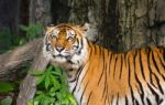 Tiger In Open Zoo Stock Photo