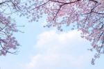 Cherry Blossom In Spring,background Stock Photo