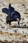 Crow Stock Photo