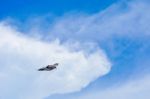 Pigeon Flies In The Blue Sky In A Sunny Day Stock Photo