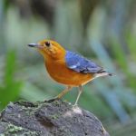 Orange-headed Thrush Stock Photo