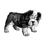 Bulldog Hand Drawn Stock Photo