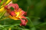 Orange Lily Stock Photo