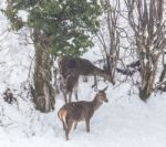 Deer In The Snow! Stock Photo