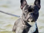 Portrait Of A Black French Bulldog Stock Photo