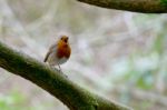 Robin Singing His Heart Out Stock Photo