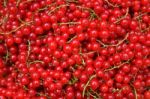 Redcurrant Stock Photo