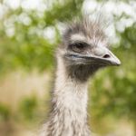 Emu By Itself Outdoors During The Daytime Stock Photo